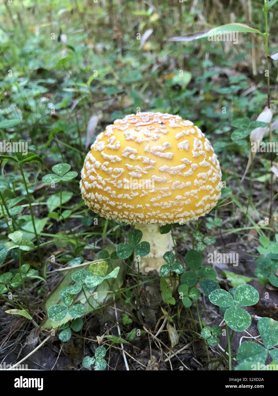 A yellow amanita mushroom growing in the grass in the autumn - Smartphone Captured Stock Image