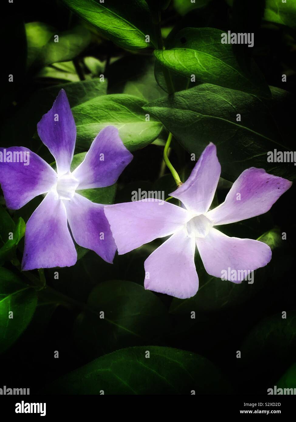 The Purple Vinca Major L 紫色之蔓缠長春花 Stock Photo Alamy