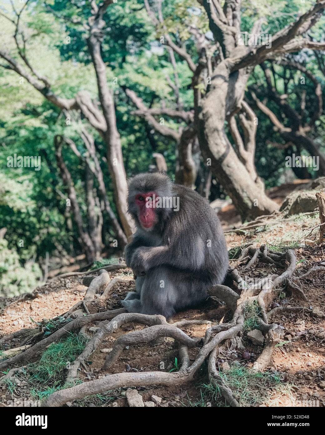 Banana Stock Photo