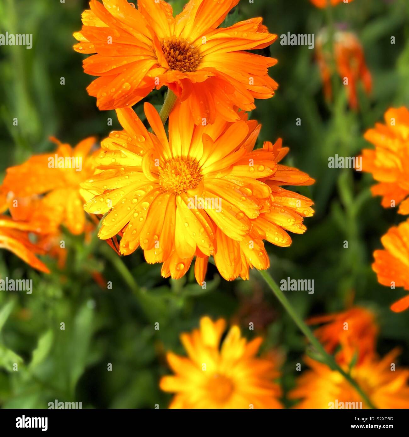 Orange yellow colors hi-res stock photography and images - Alamy