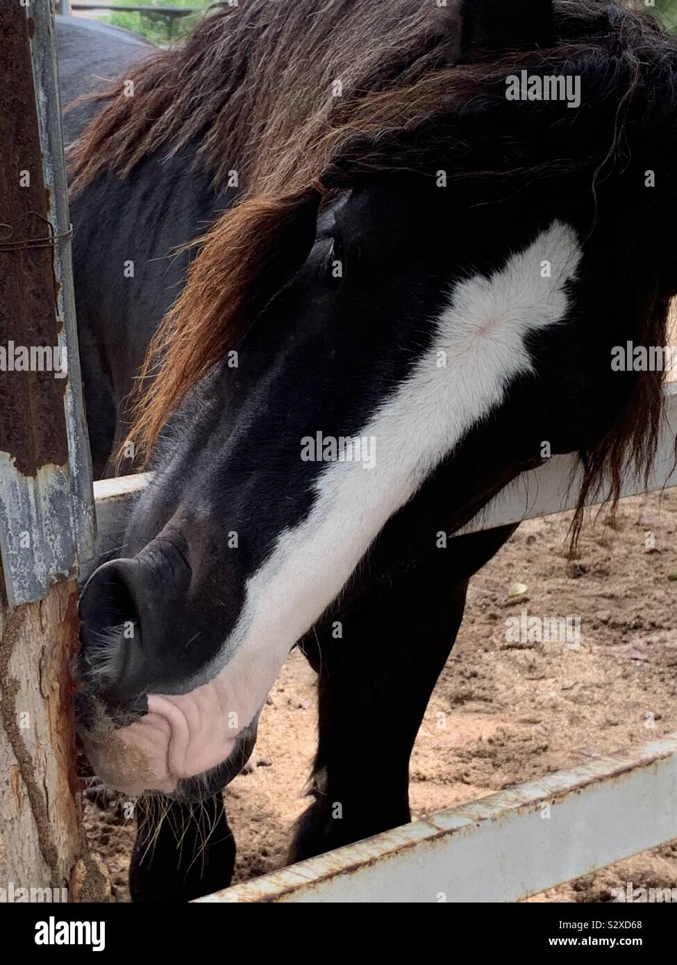 Black horse biting a fence post Stock Photo Alamy