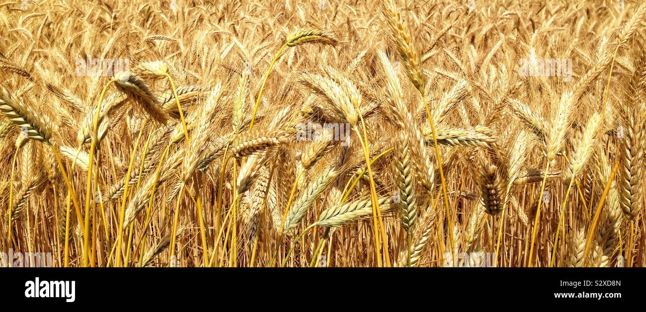 Field of grain ready for harvest Stock Photo - Alamy