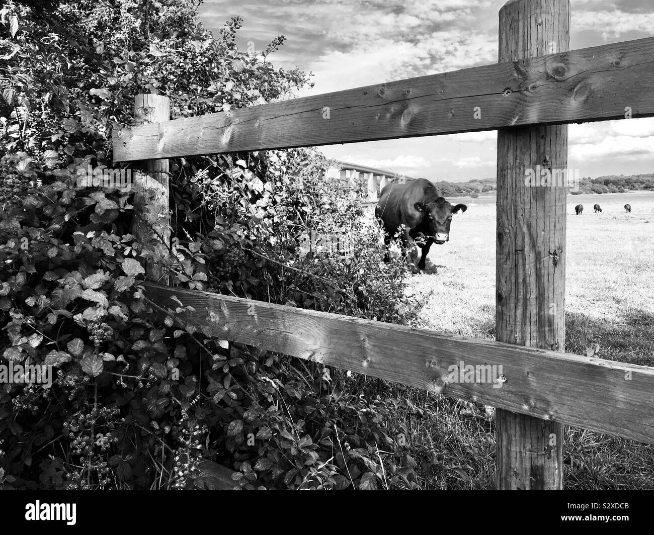 Cow, Orwell Bridge, Ipswich, Suffolk Stock Photo