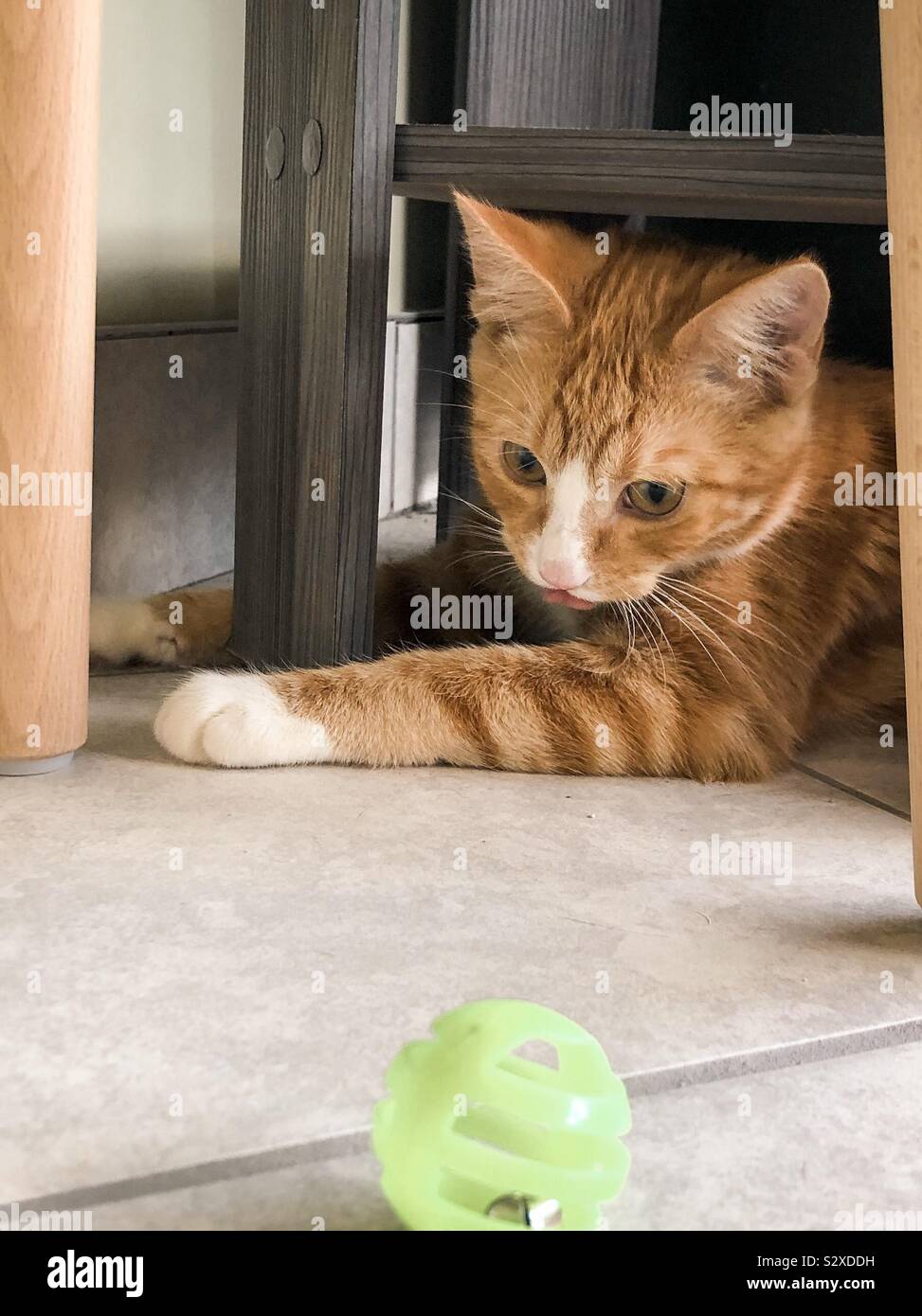 Four month old kitten eyeing a cat toy from his hiding place Stock Photo