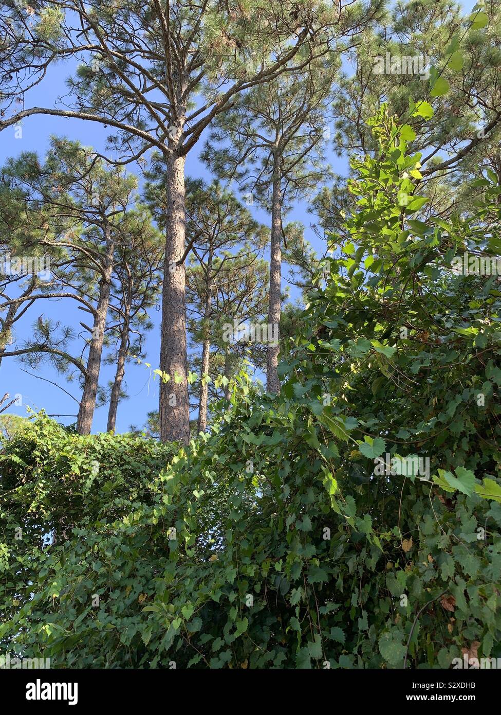 Tall forest pine trees with sunshine highlights growing on the vines - Smartphone Captured Stock Image