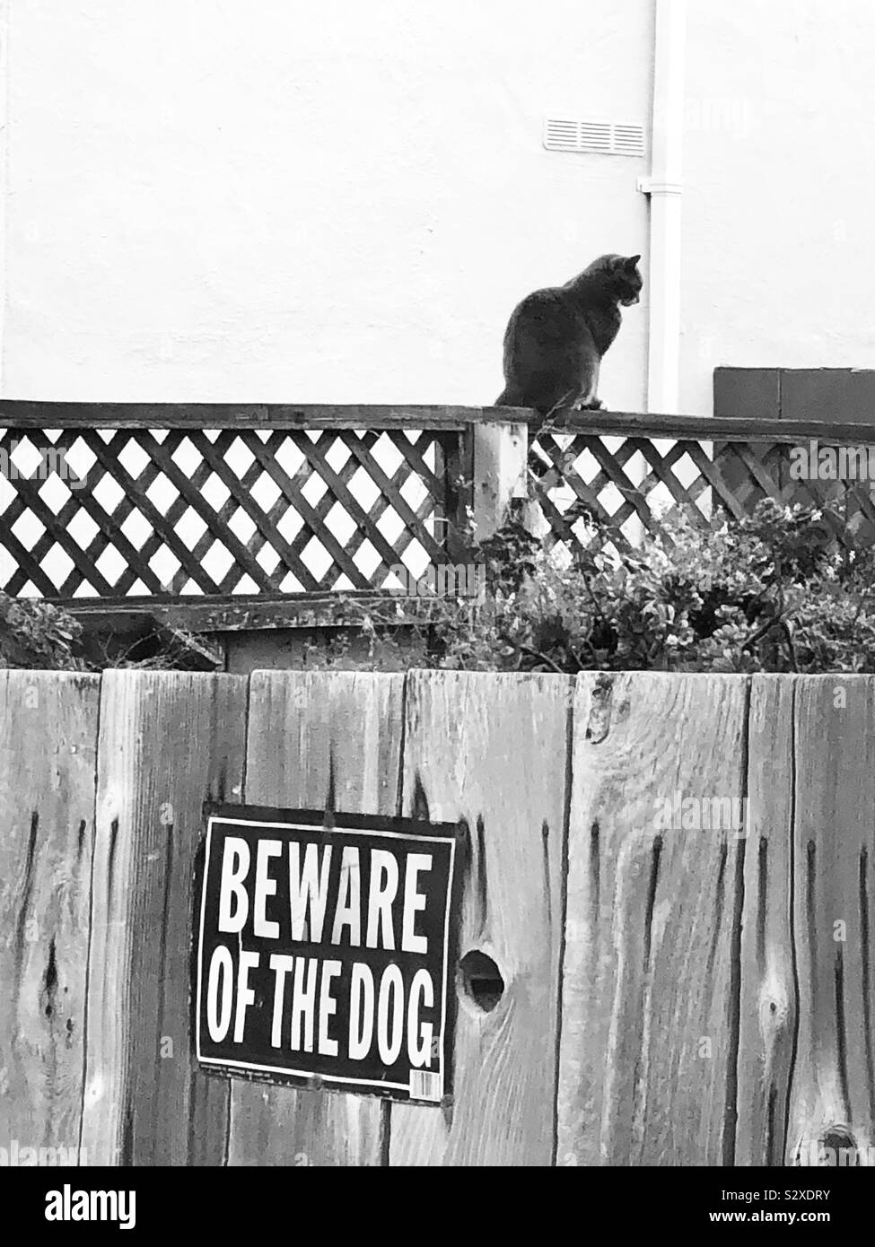 Black cat sitting on a garden fence with a sign “Beware of the Dog” below it. Stock Photo