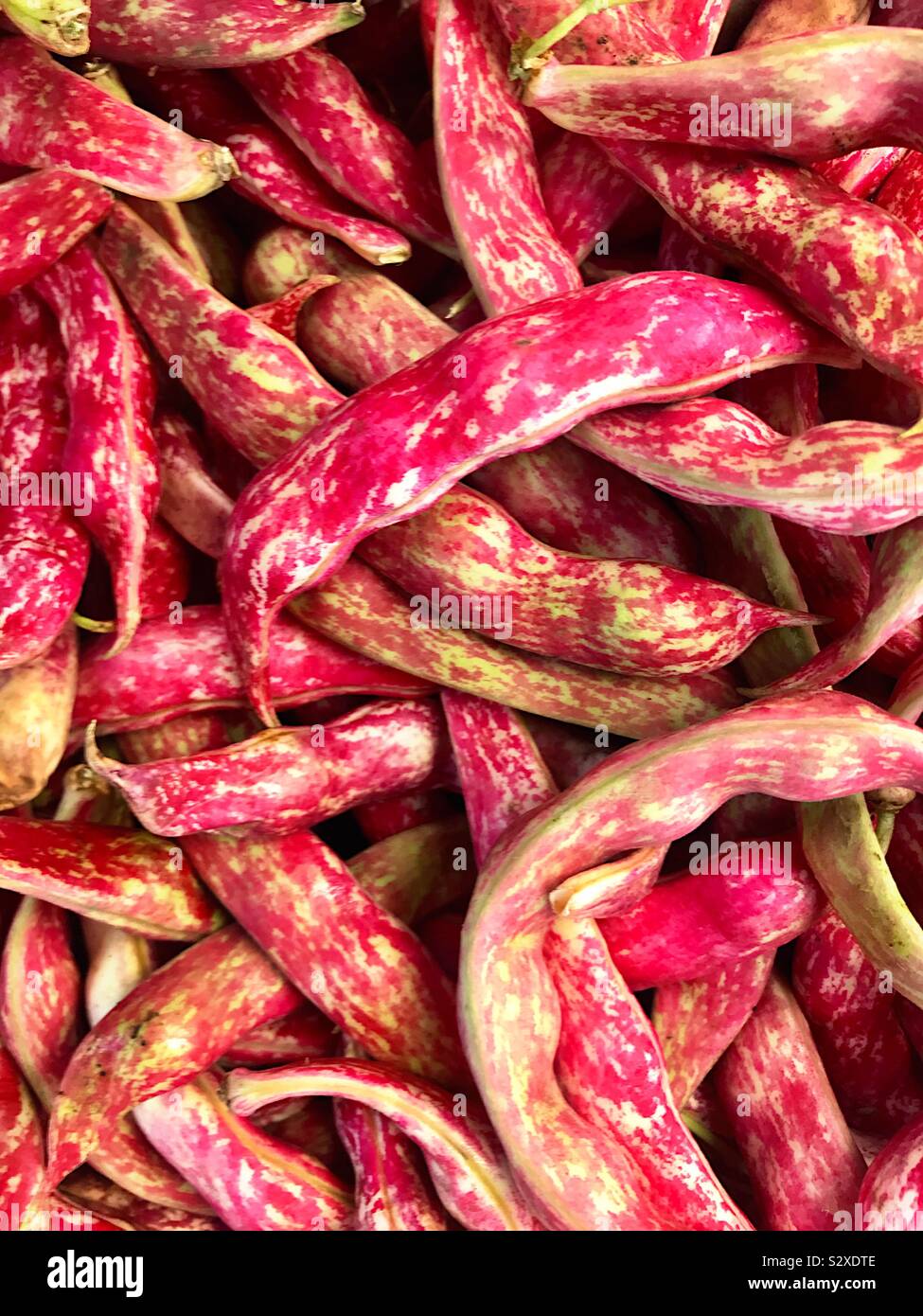 Ripe cranberry shelling beans - Smartphone Captured Stock Image