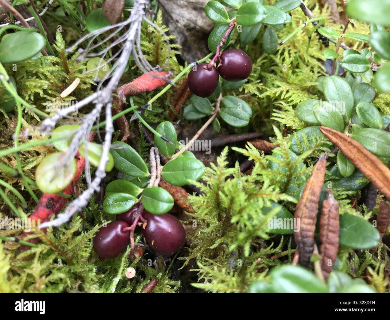 Wild cranberries growing in autumn bush in northern North America Stock Photo