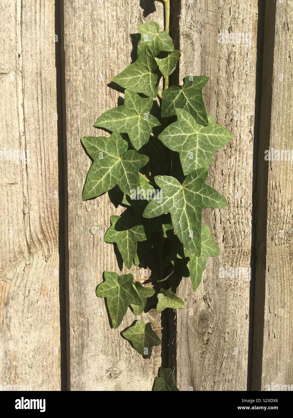 Ivy growing on fence hi-res stock photography and images - Alamy