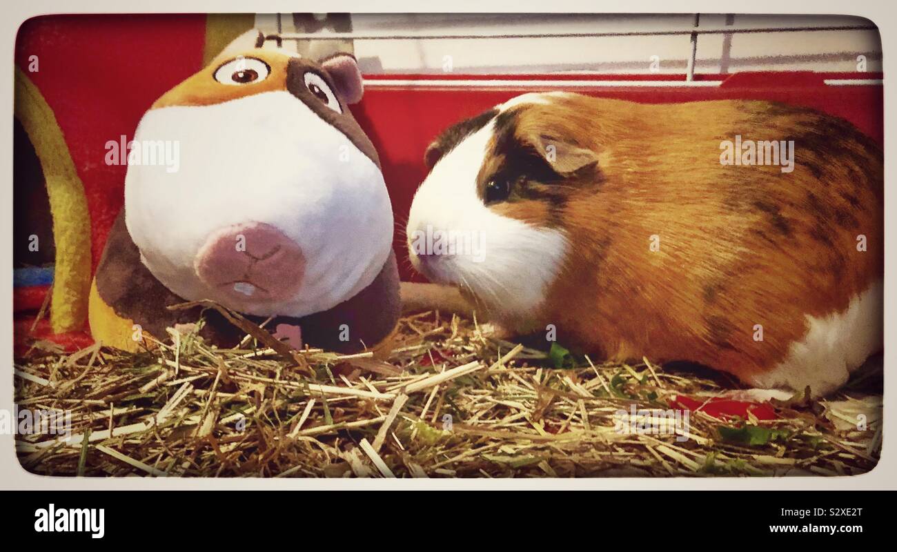 Guinea pig with Secret Life of Pets “Norman” Stock Photo - Alamy