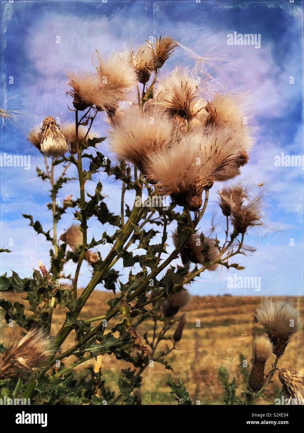 Seed heads of Creeping thistle, or Cirsium arvense, a herbaceous perennial Stock Photo