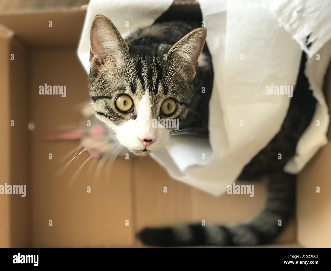 Naughty cats hi-res stock photography and images - Alamy