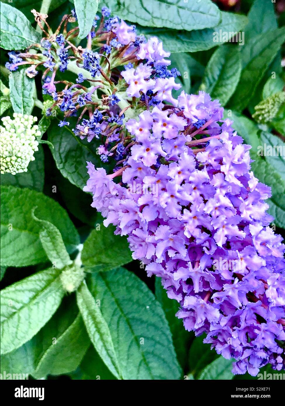 Butterfly Bush Bloom Stock Photo Alamy