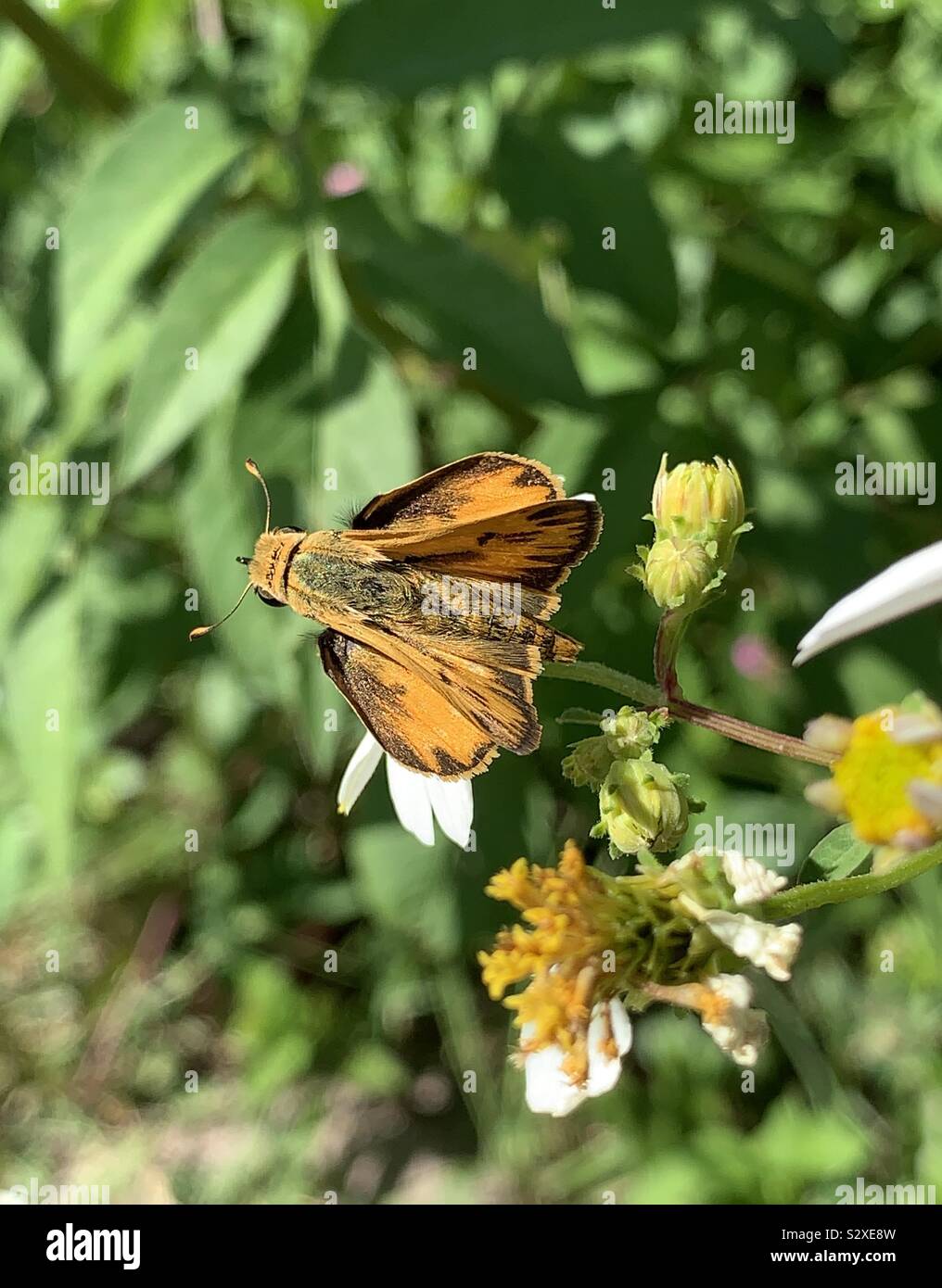 Macro of a fiery skipper golden butterfly on daisy wildflowers Stock Photo