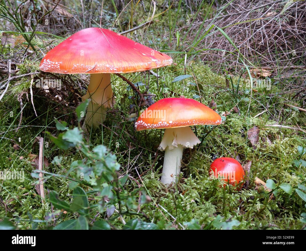 Red fly agaric, three toxic mushroom in the wood Stock Photo