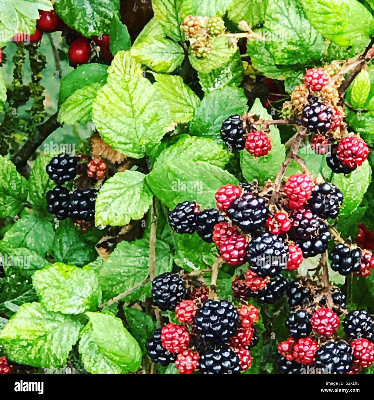 Blackberry thorns hires stock photography and images Alamy