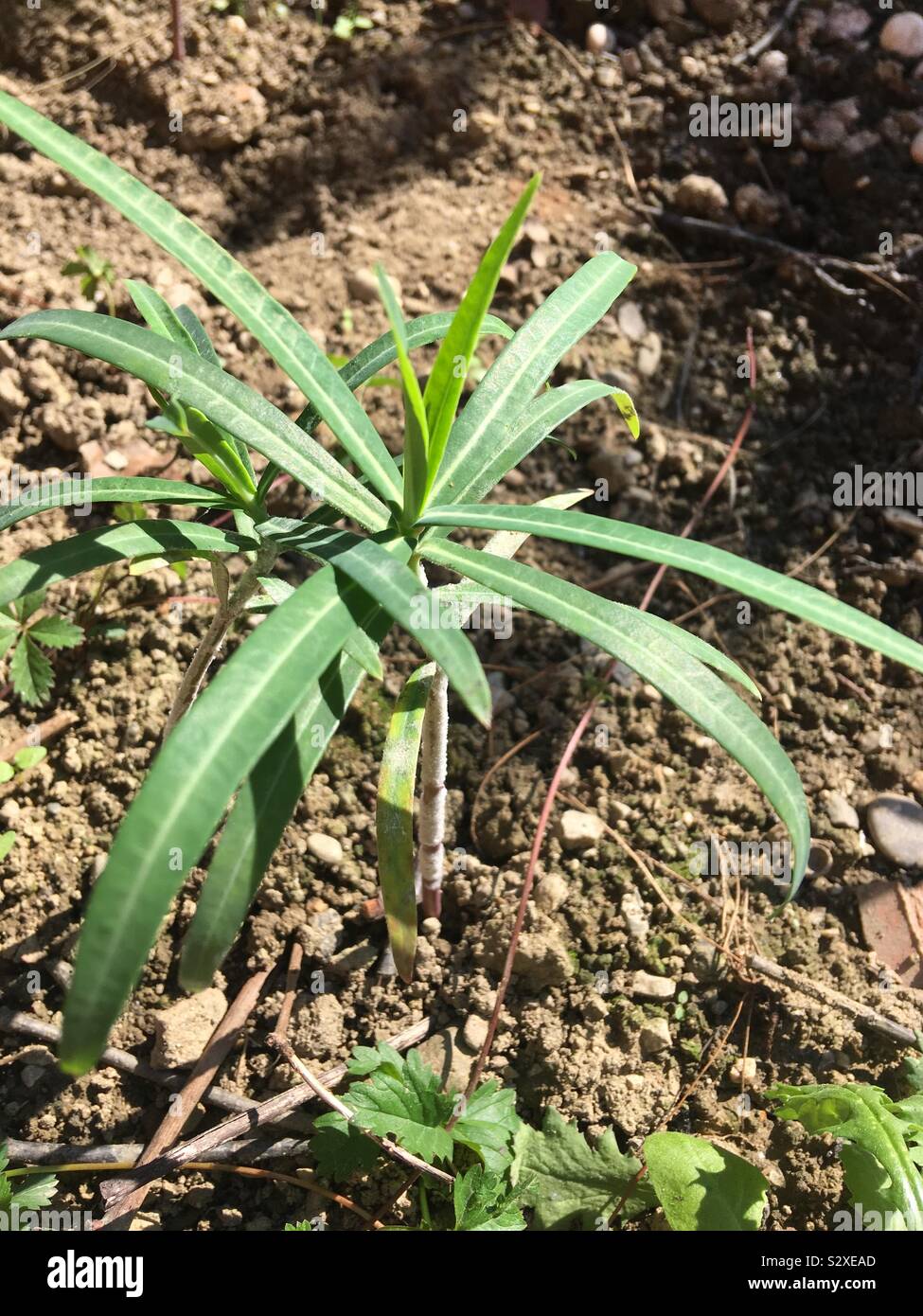 Green Plant, summer in garden - Smartphone Captured Stock Image