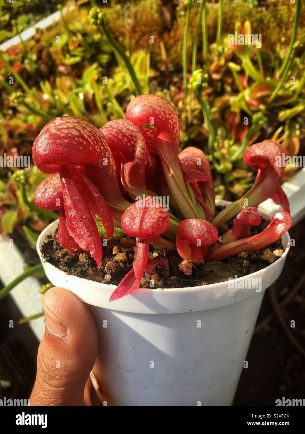 Dalingtonia Californica - Cobra Lily - Carnivorous plant Stock Photo
