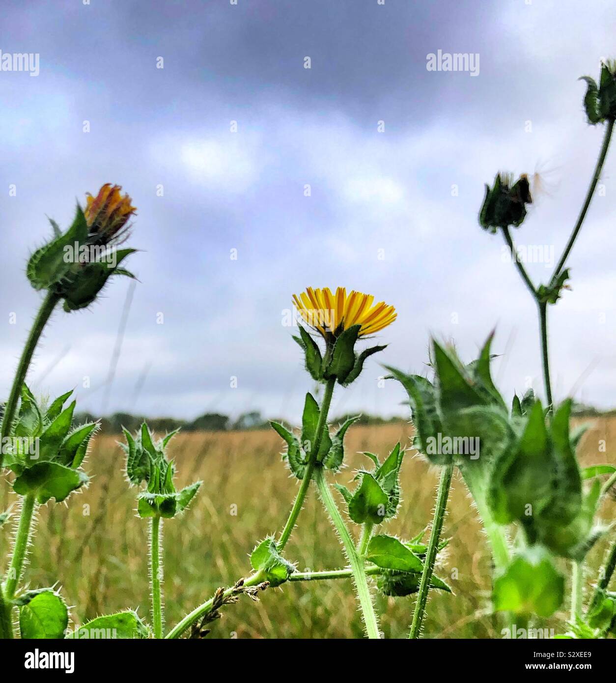 Yellow weeds hires stock photography and images Alamy