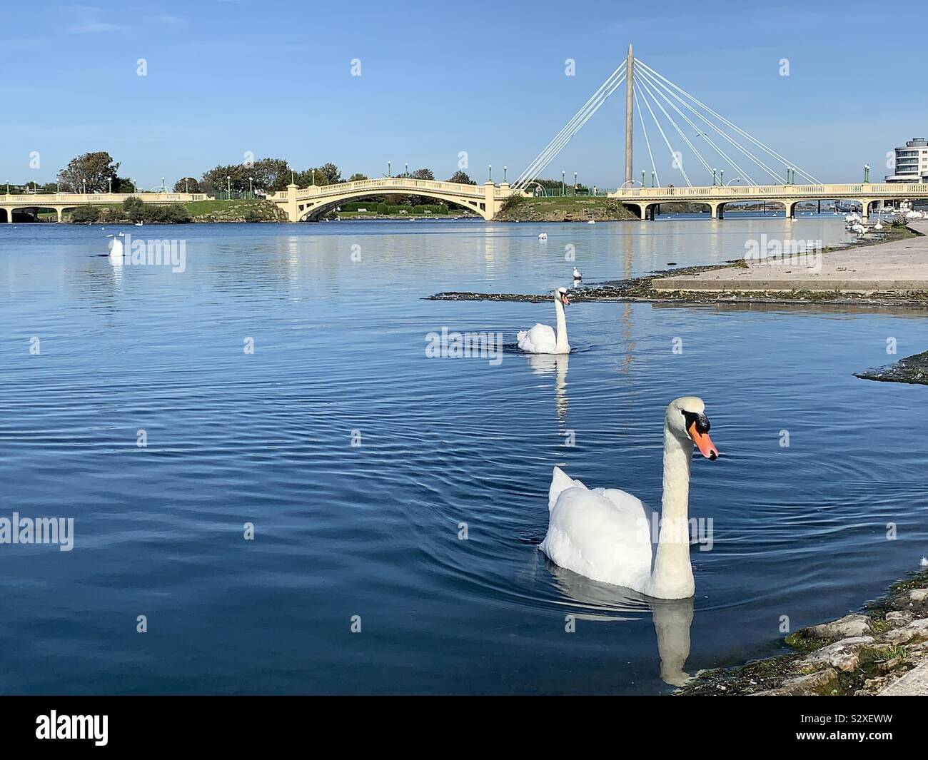 2 swans on marina lake in Southport with the Venetian bridge in distance Stock Photo