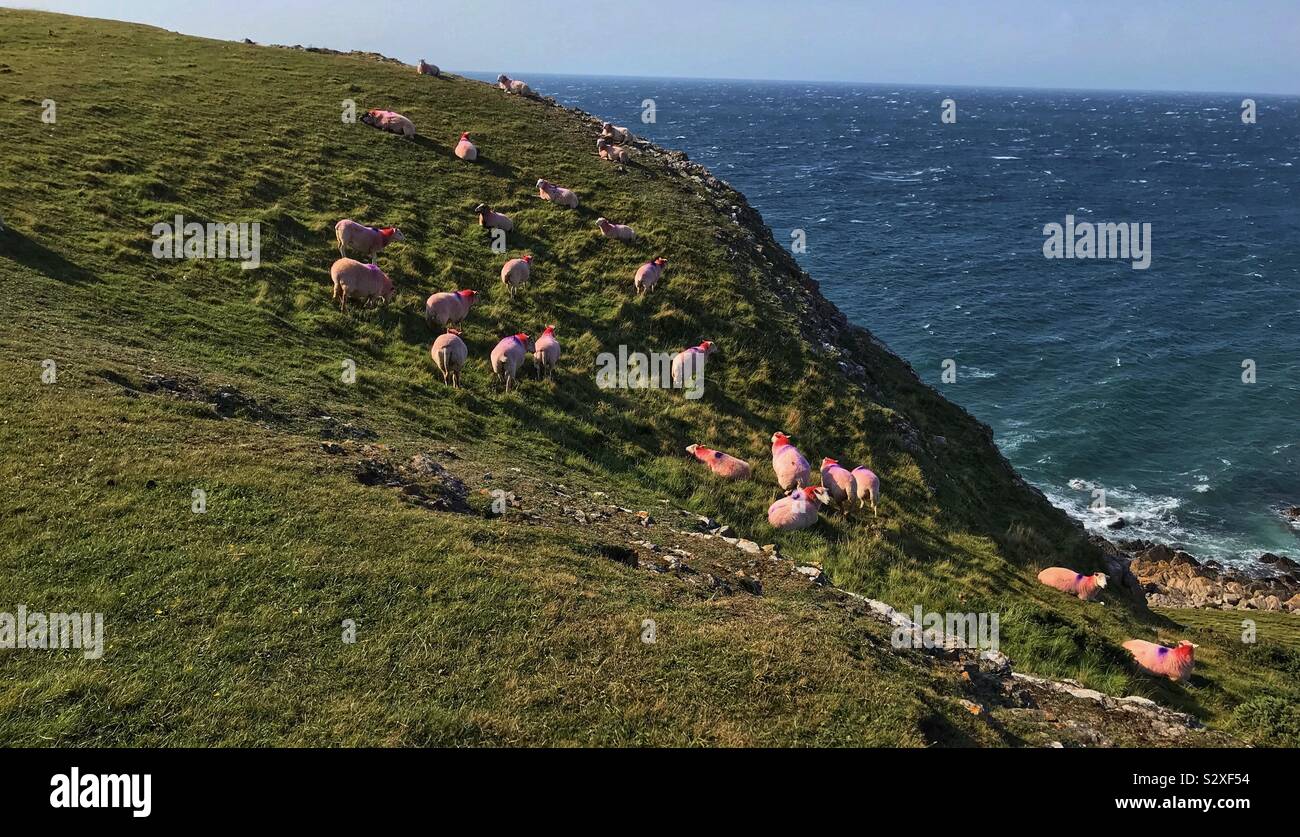 Sheep at rhossili bay gower Stock Photo