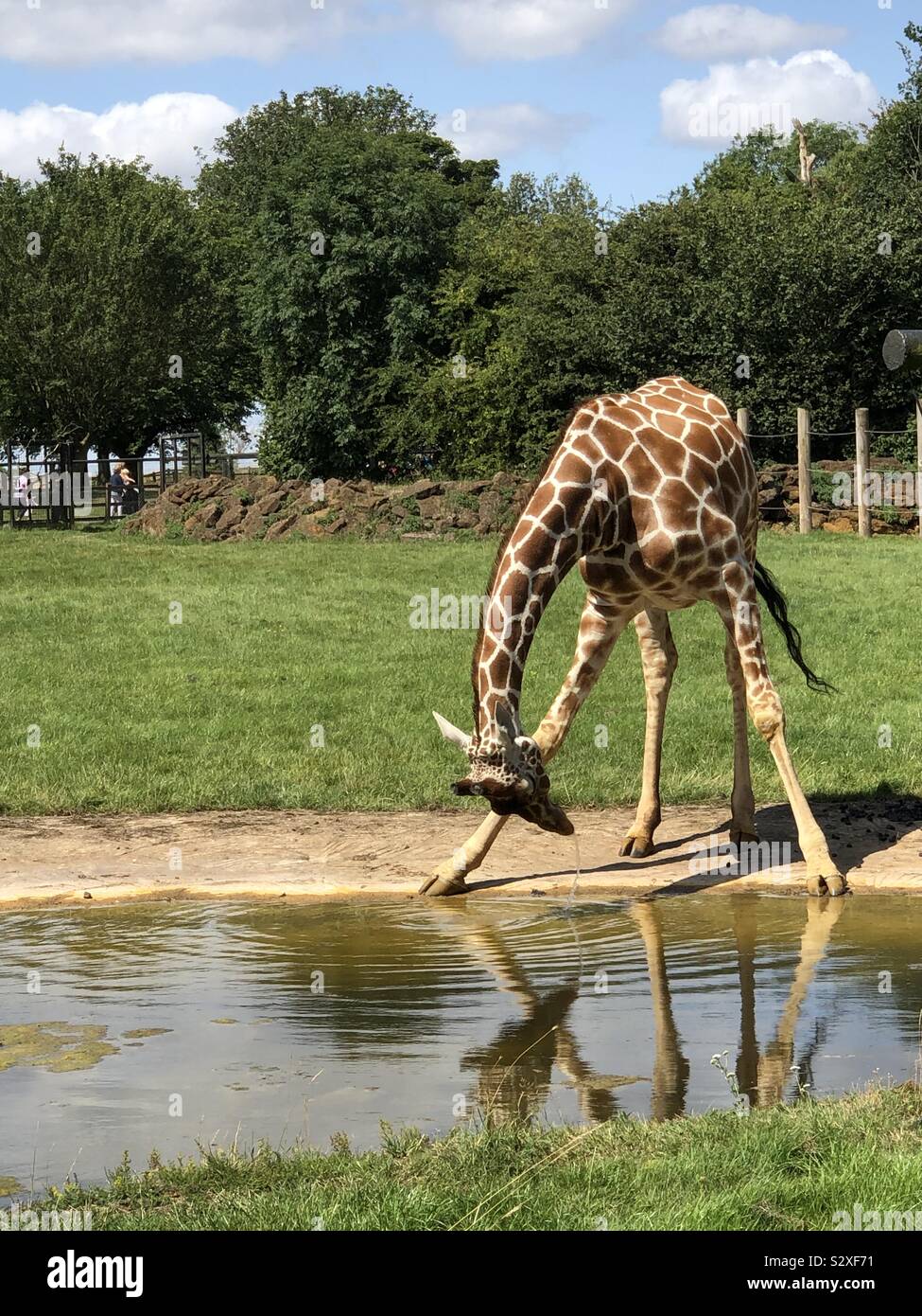 Humorous photo of Giraffe drinking at pool. Looking back through legs. Spitting out water. Stock Photo