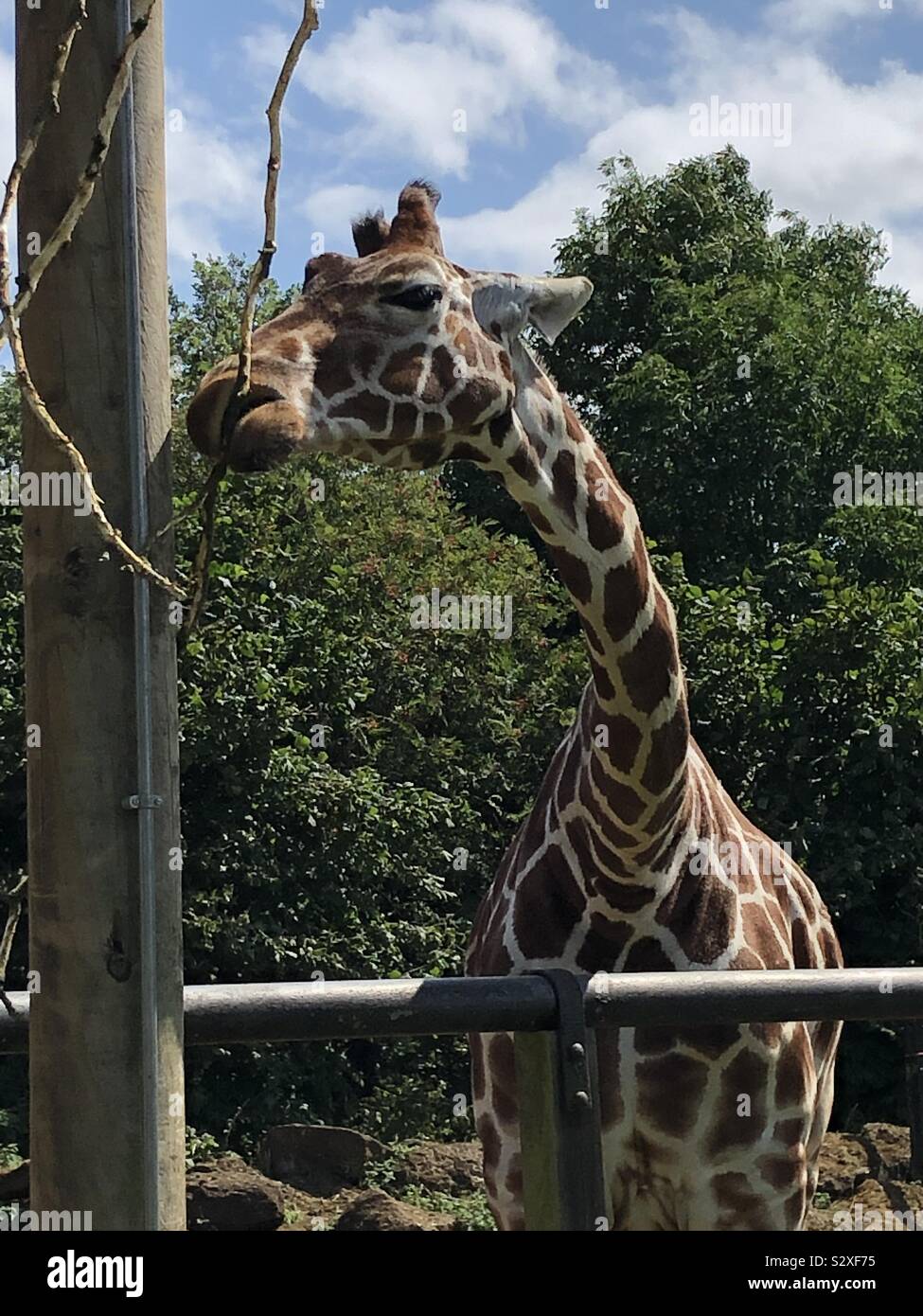 Giraffe close up. Eating a twig and giving a definite look to camera! Amazing bend in neck. Stock Photo