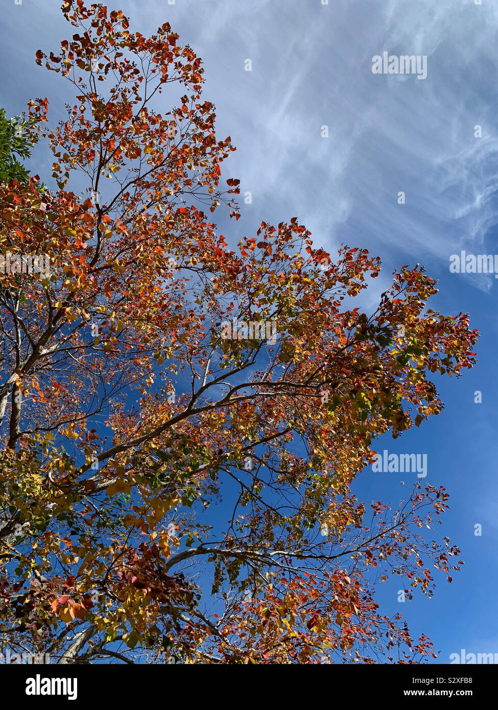 Colorful autumn tree with blue sky and white clouds on a sunny day - Smartphone Captured Stock Image
