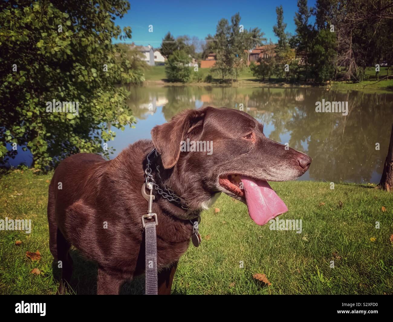 Chocolate Labrador Retriever panting with tongue hanging out on walk ...