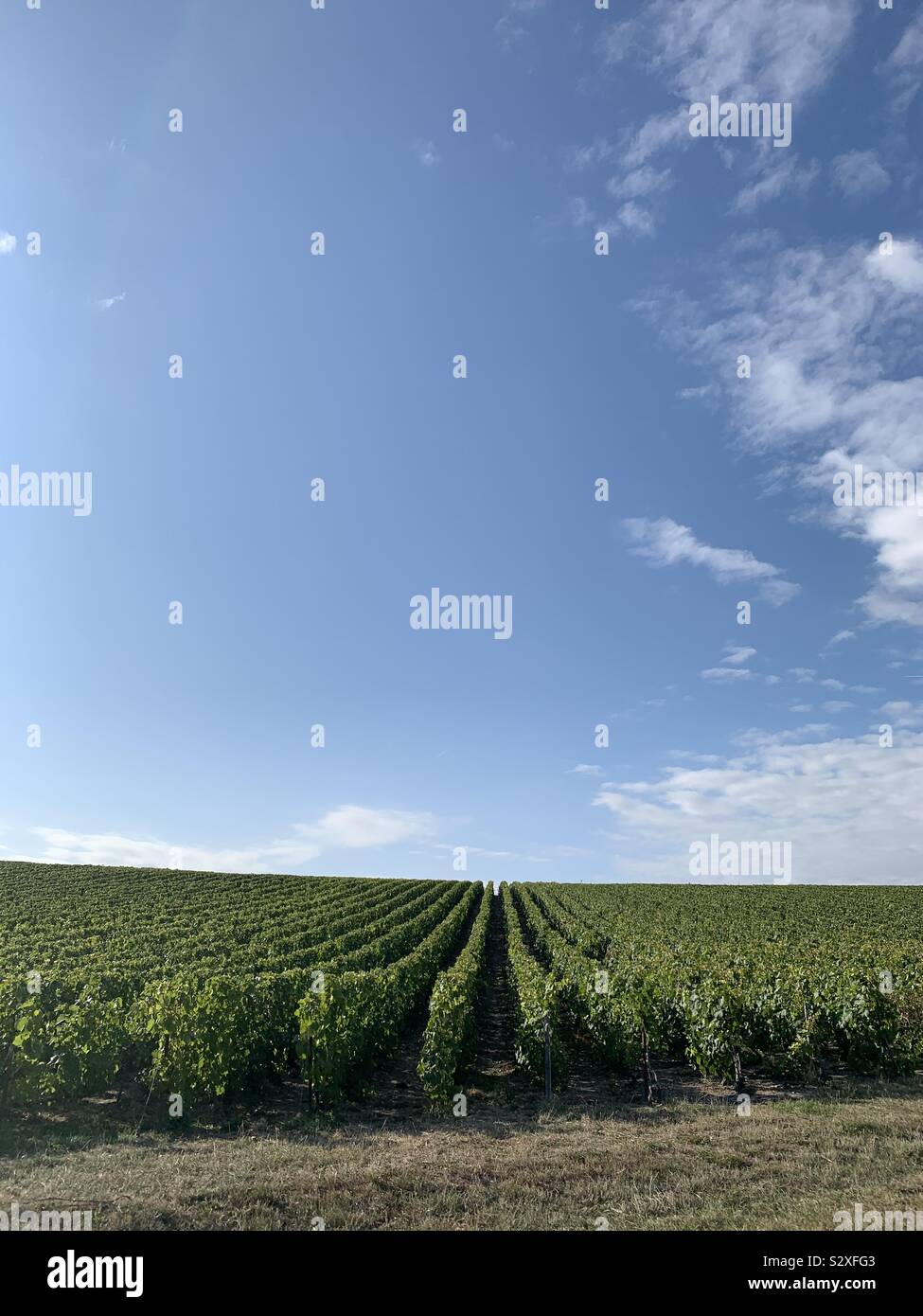 Vineyard in Champagne Stock Photo
