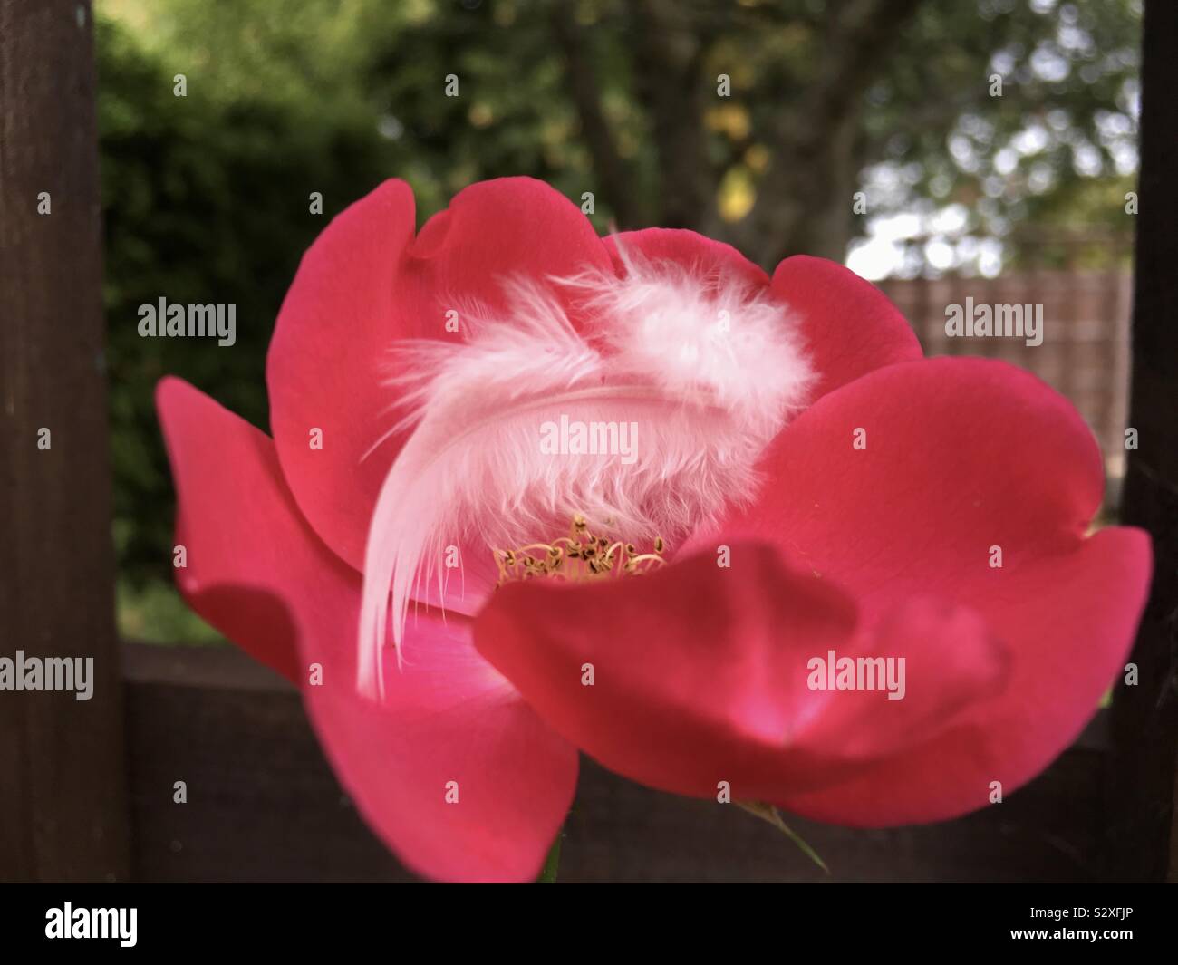 A white fluffy feather cusps in a pink rose. Stock Photo