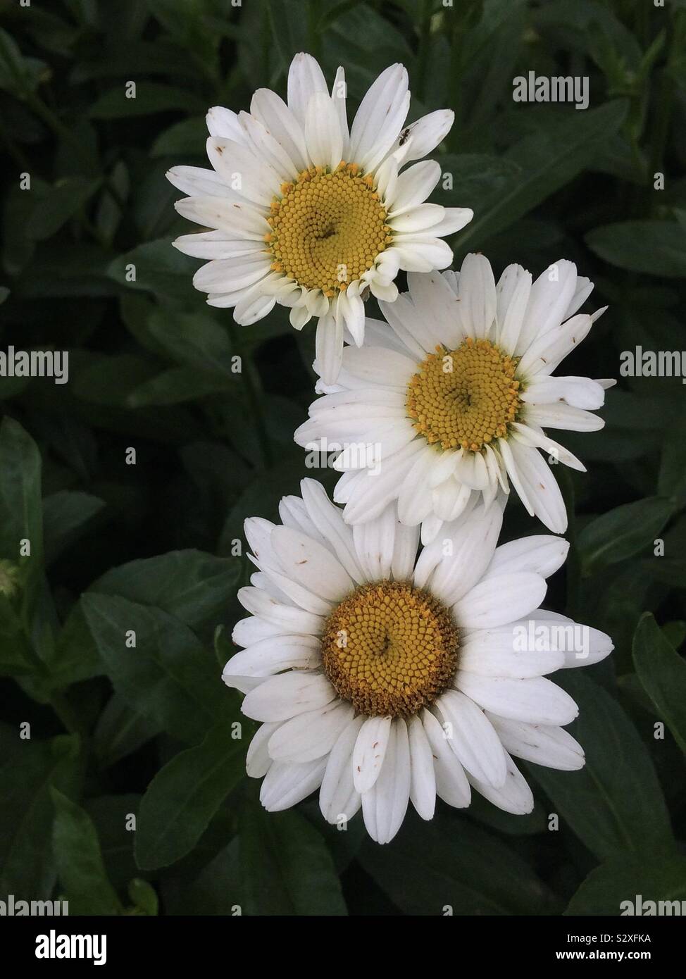 Daisy Trio, Three (3) Daisies Stock Photo - Alamy