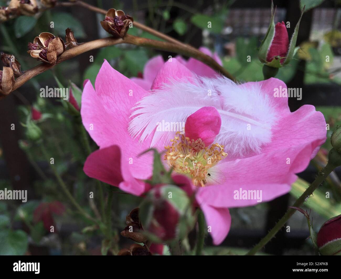 A white fluffy feather cusps in a pink rose in our garden. Stock Photo