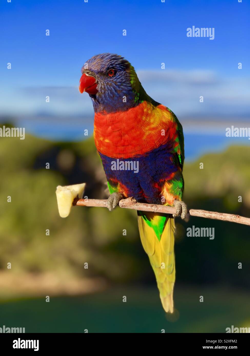 Parrot Raimbow Rainbow parrot hi-res stock photography and images - Alamy