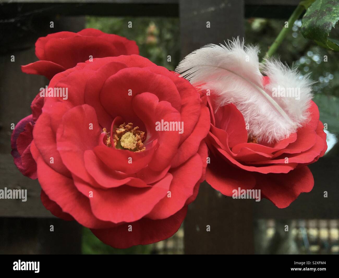 A white fluffy feather cusps in a red rose in our garden. Stock Photo