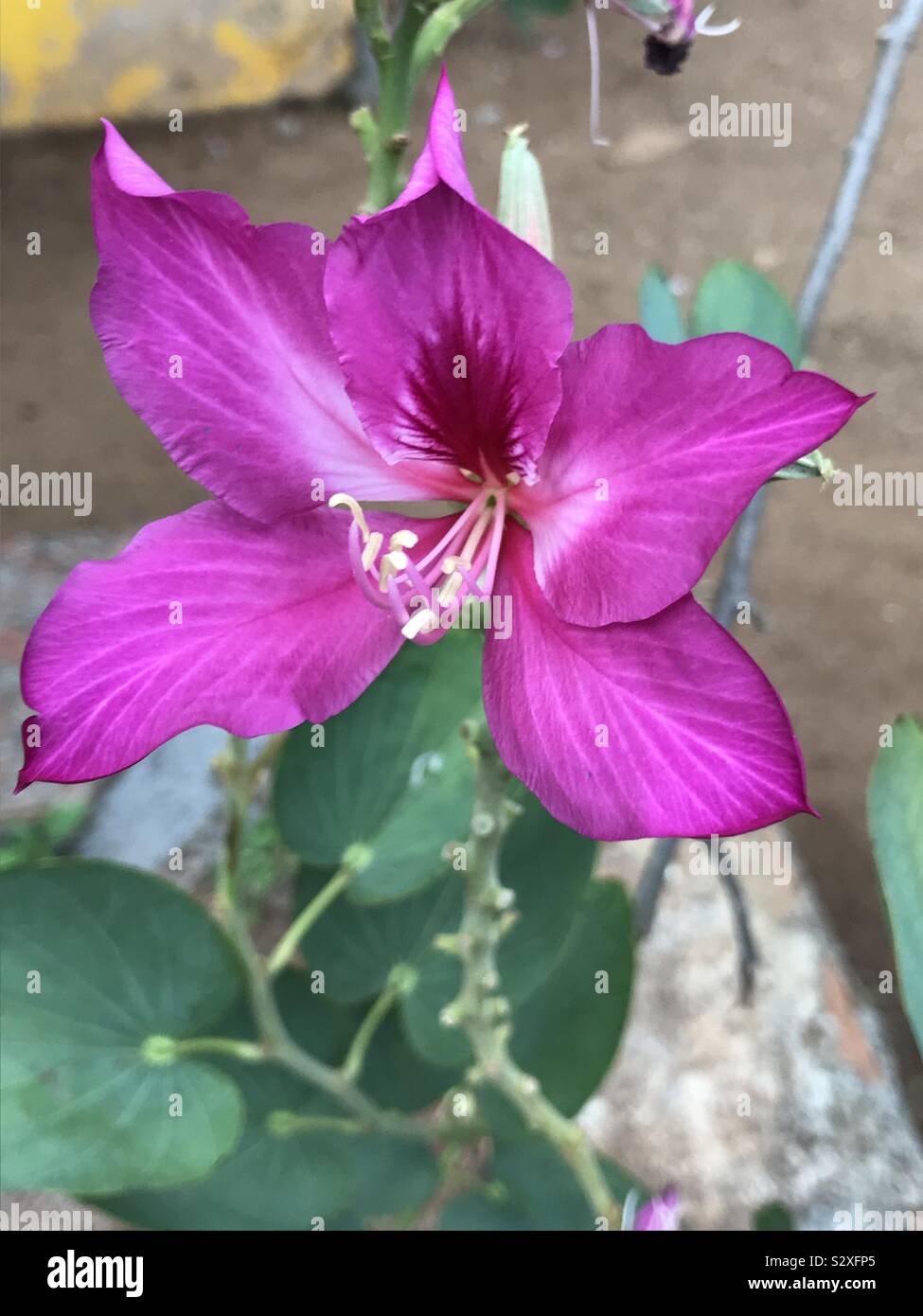 Purple coloured bauhinia flower in a small tree, Mandaram flower Stock