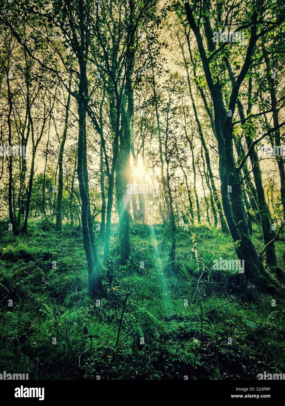 Trees suns rays hi-res stock photography and images - Alamy