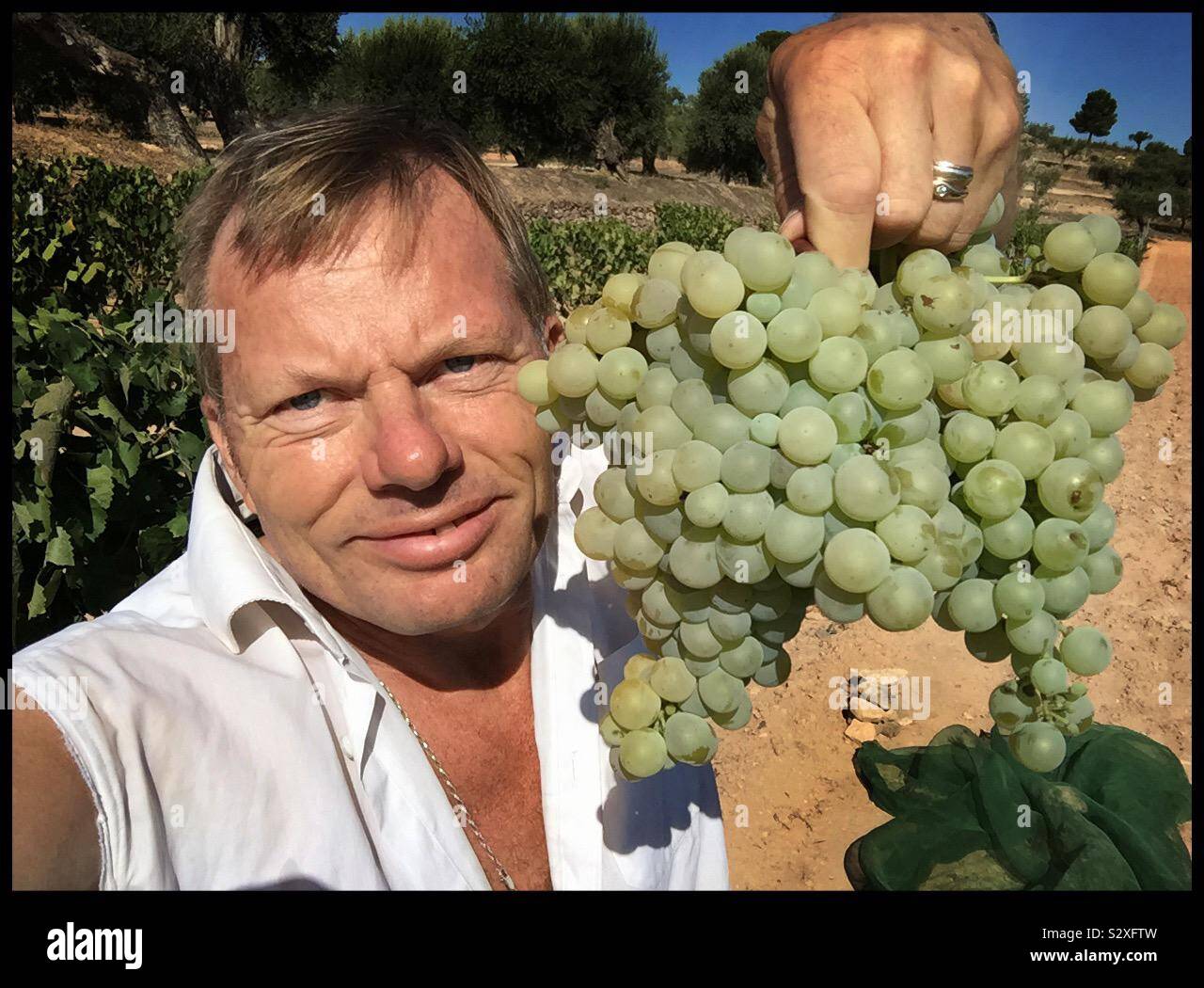 Parellada grapes at harvest, Catalonia, Spain. - Smartphone Captured Stock Image