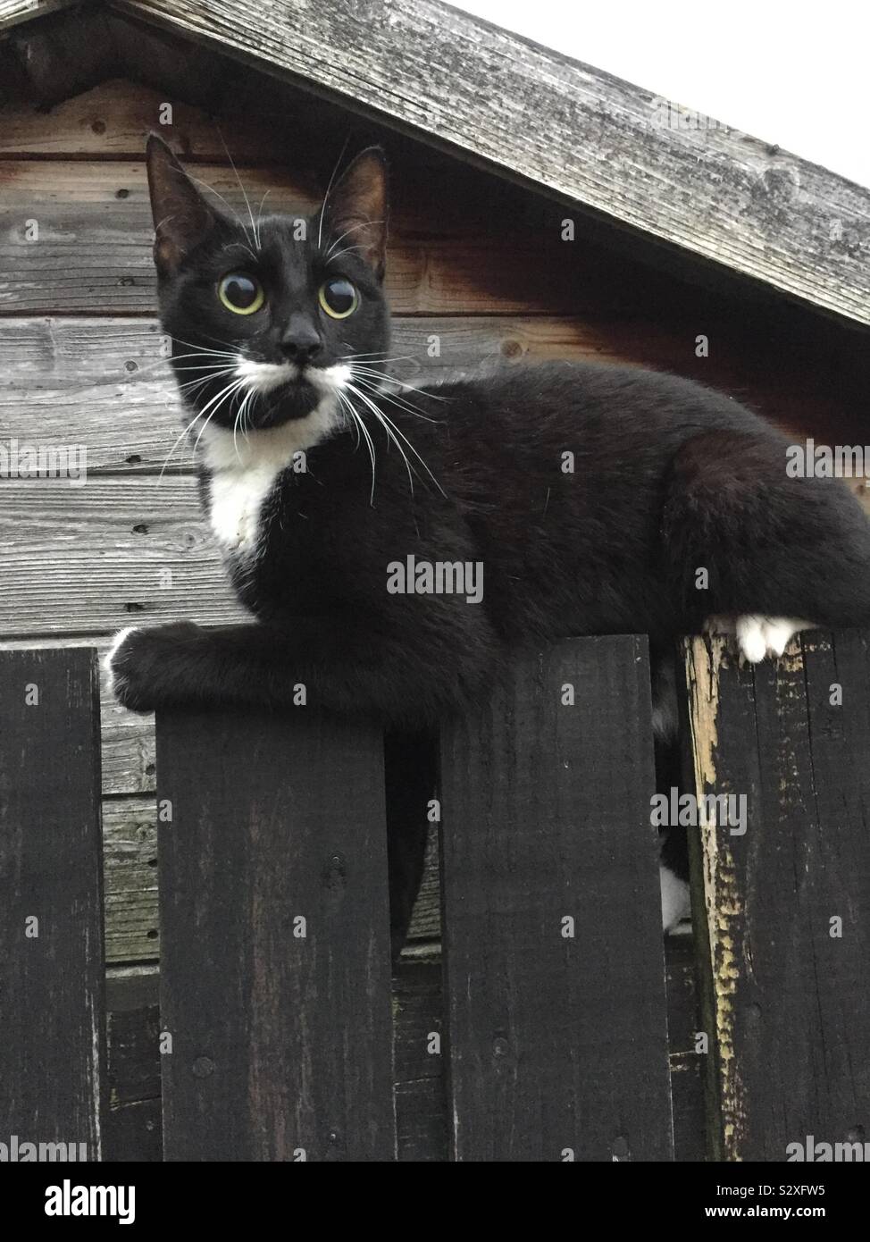 Kitten fence clearance