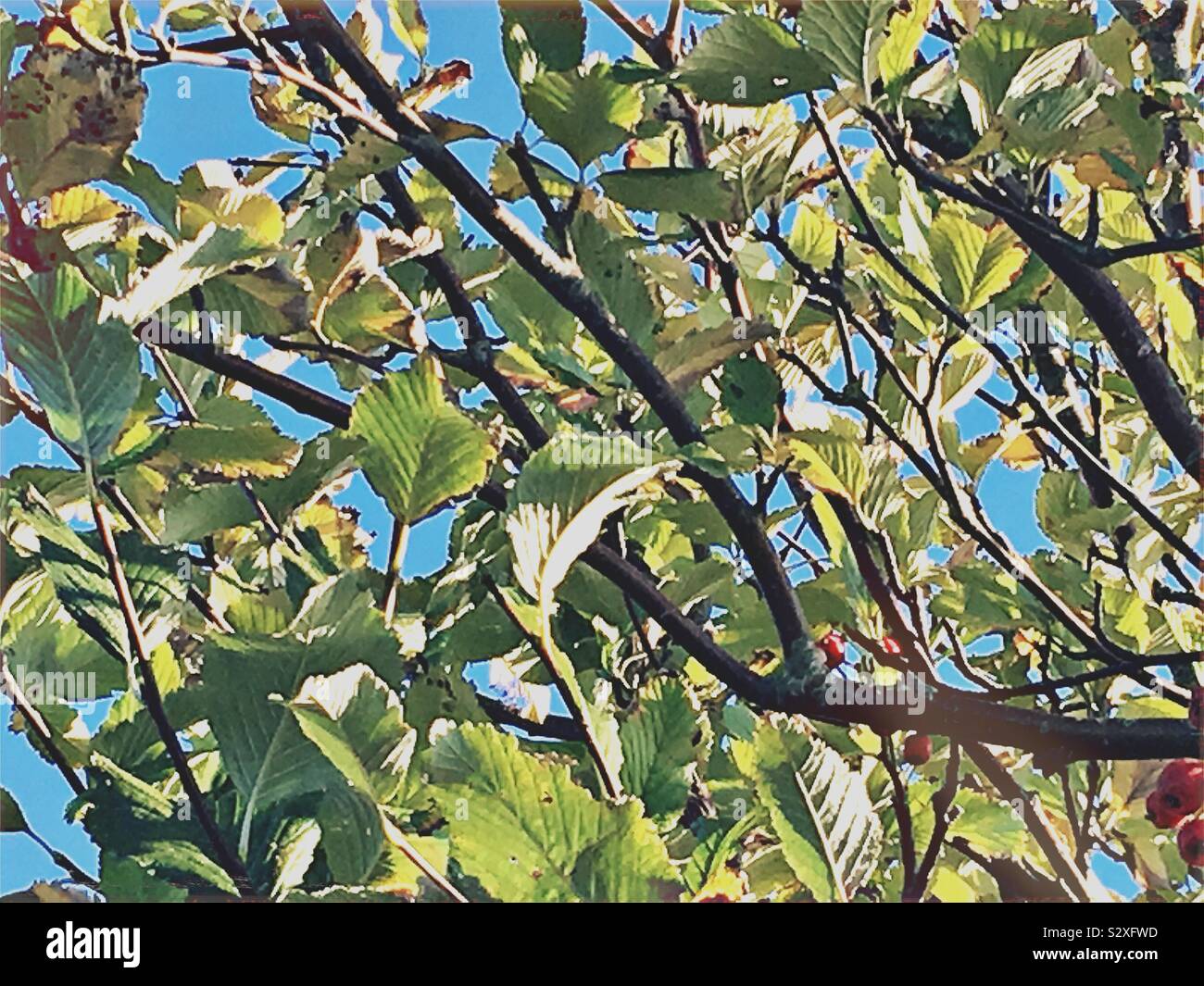 Sun light shine on leaves hi-res stock photography and images - Alamy