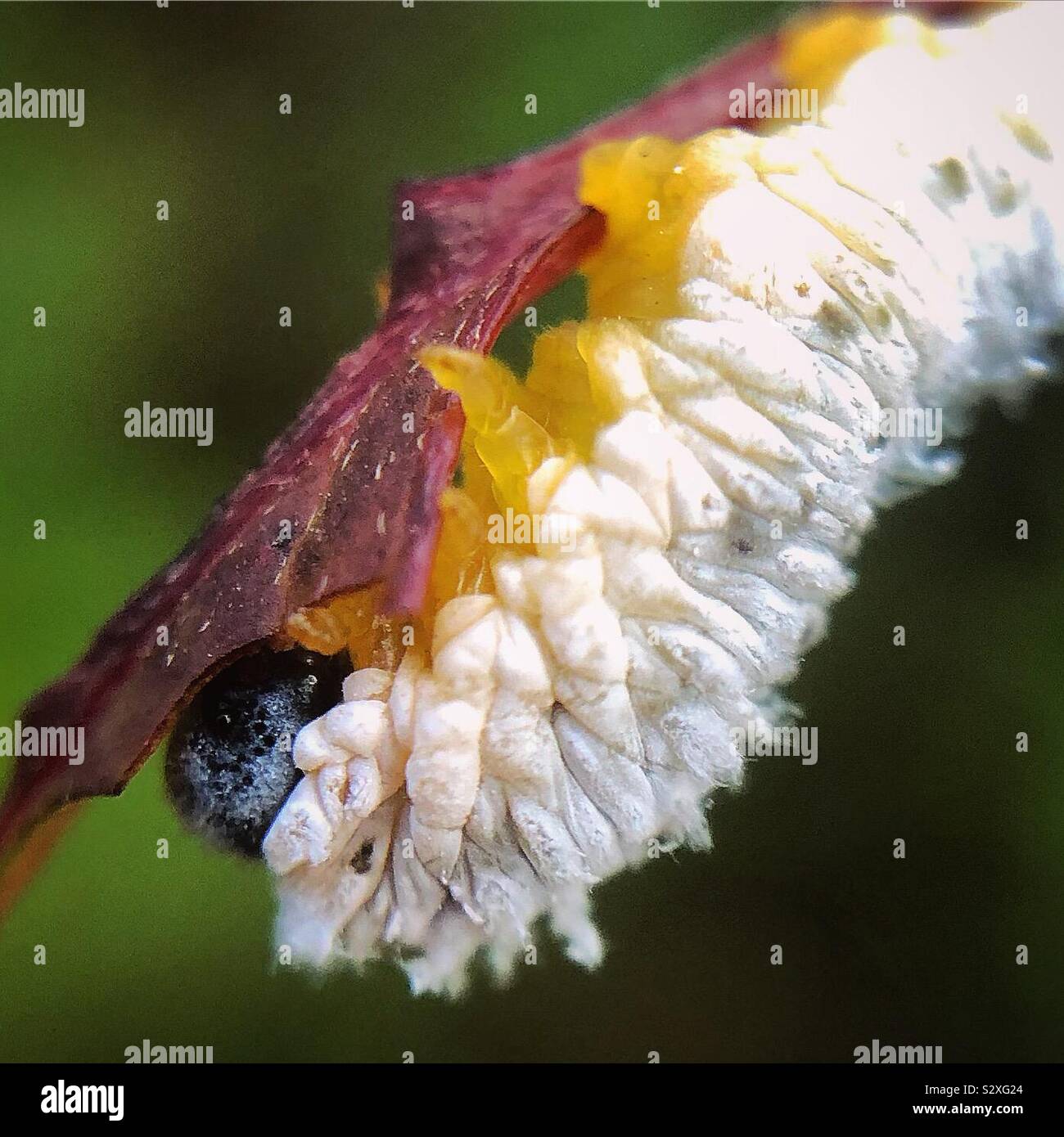 Dogwood sawfly larva, second instar Stock Photo