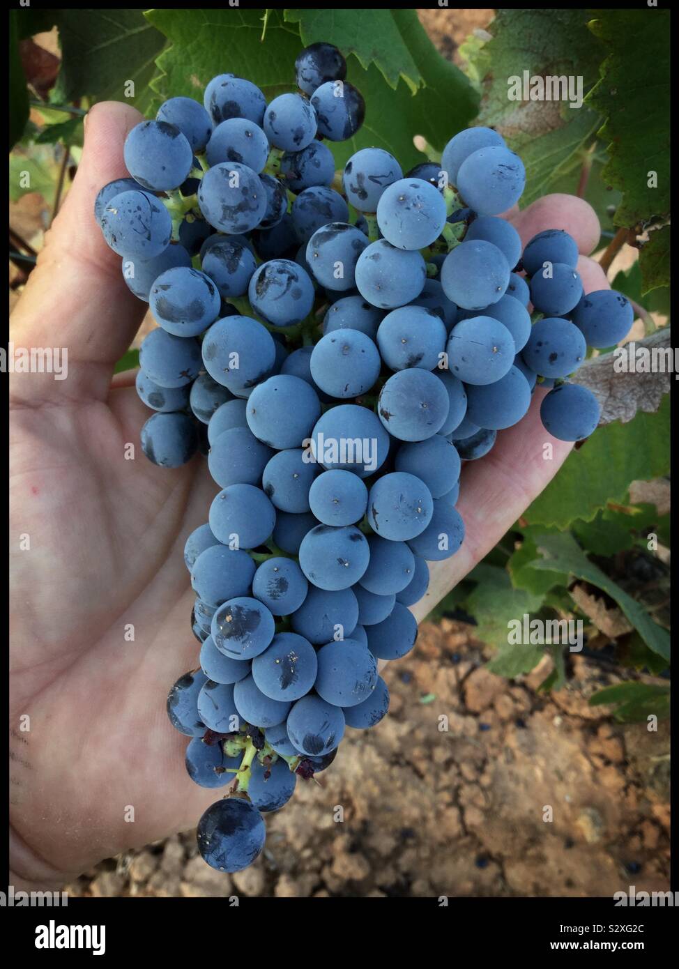 Harvesting Mourvèdre grapes, Catalonia, Spain. - Smartphone Captured Stock Image