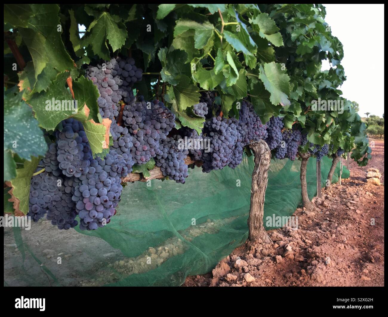 Harvesting Grenache grapes, Catalonia, Spain Stock Photo Alamy