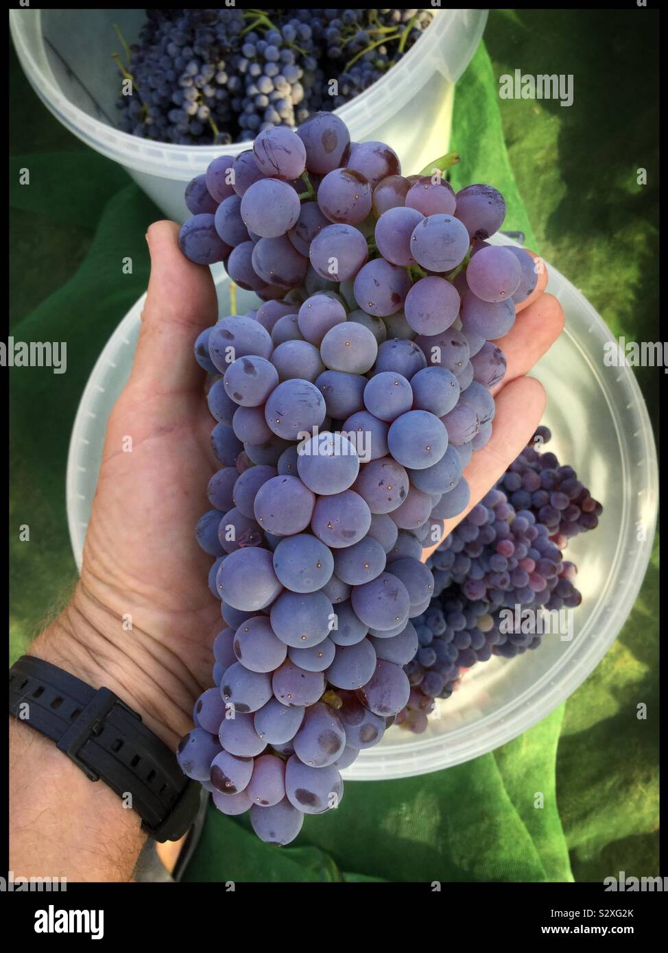 Harvesting Grenache clone VCR3 grapes, Catalonia, Spain. - Smartphone Captured Stock Image