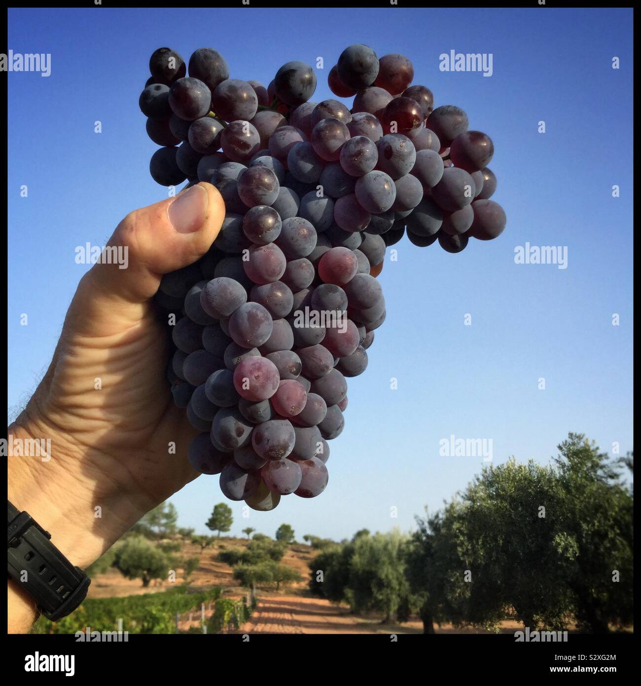 Harvesting Grenache clone VCR3 grapes, Catalonia, Spain. - Smartphone Captured Stock Image