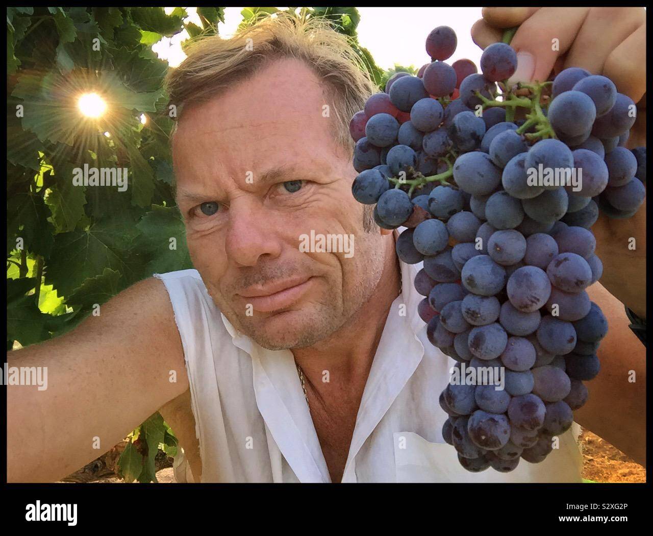 Harvesting Grenache clone VCR3 grapes, Catalonia, Spain. - Smartphone Captured Stock Image