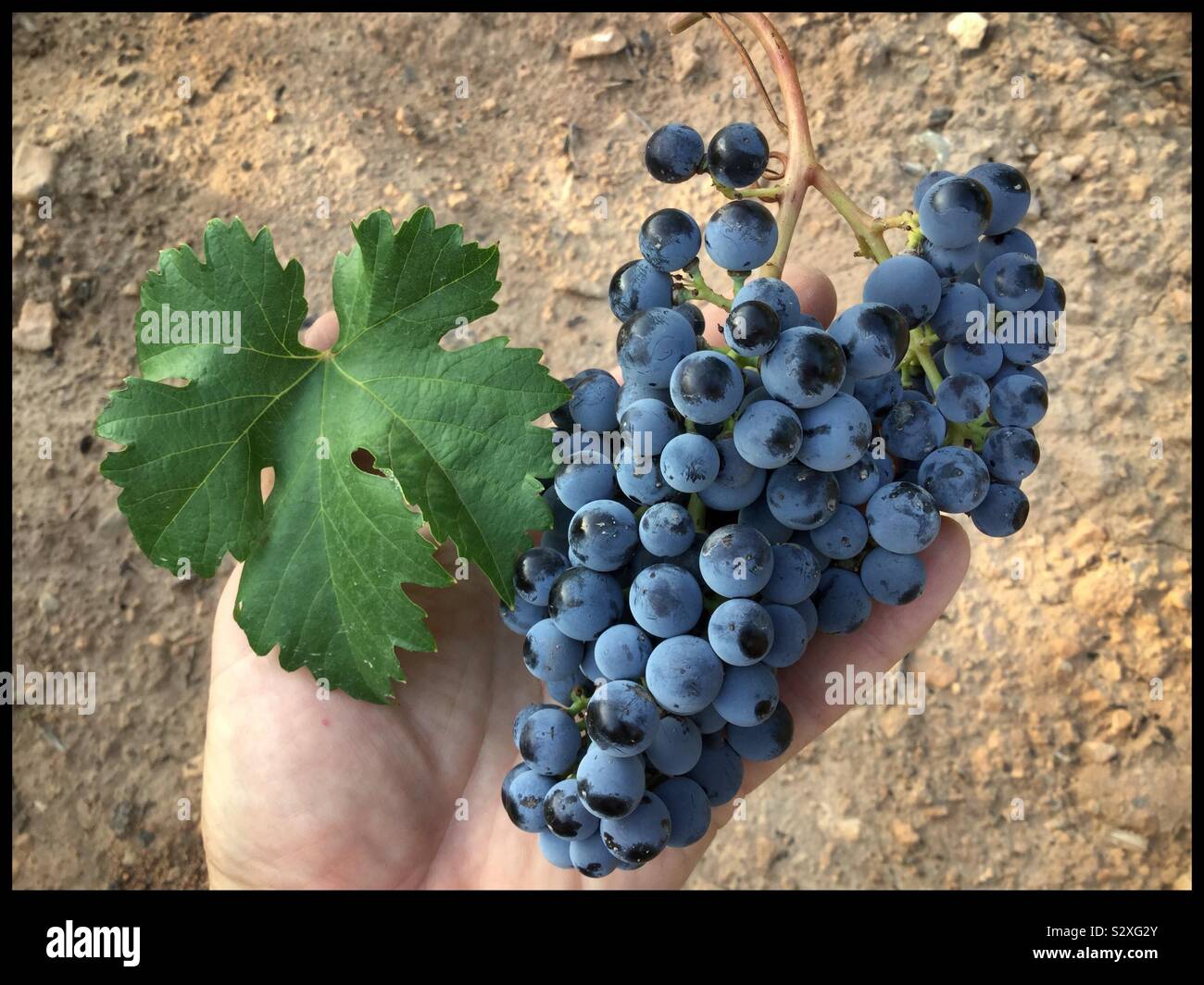 Harvesting Tempranillo grapes, Catalonia, Spain. - Smartphone Captured Stock Image