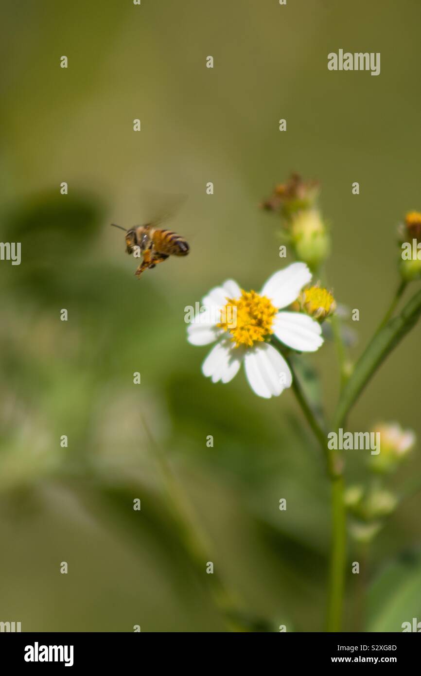 Bee flying away from flower Stock Photo Alamy