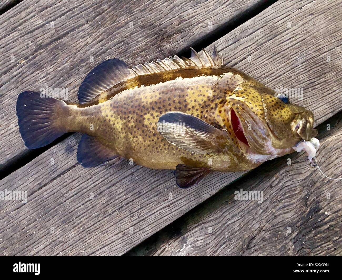 Rock cod hires stock photography and images Alamy