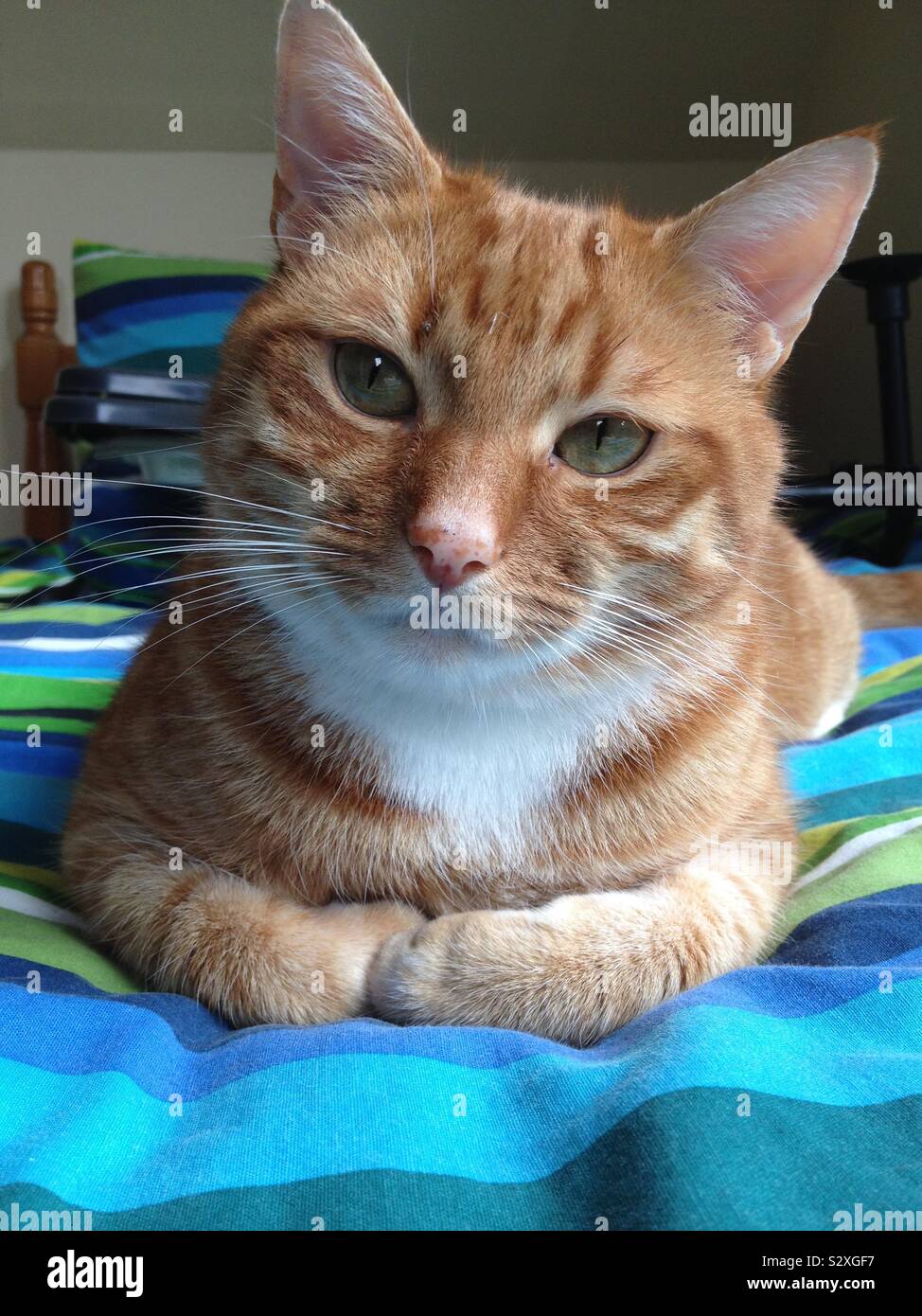 Ginger cat sitting on a bed Stock Photo Alamy